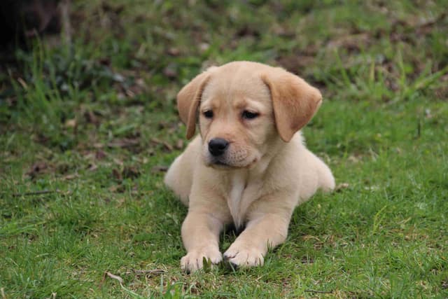 Dottie, English yellow girl is housebroken & crate trained media 5