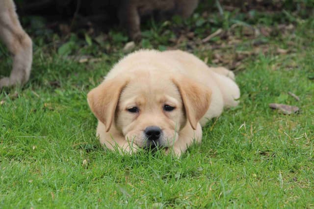 Dottie, English yellow girl is housebroken & crate trained media 6