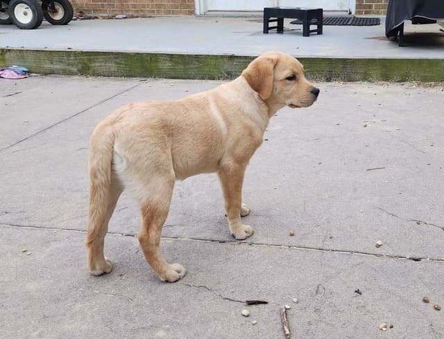 Dottie, English yellow girl is housebroken & crate trained media 7
