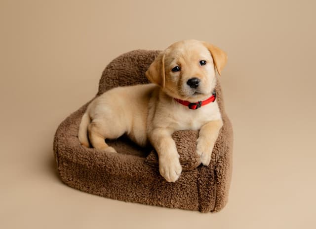 Dottie, English yellow girl is housebroken & crate trained media 8