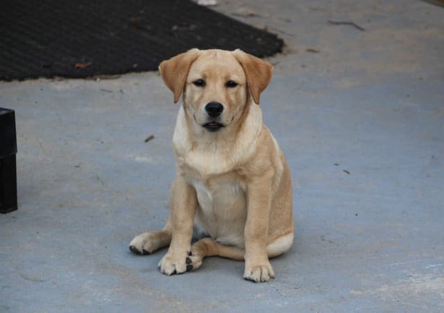 Dottie, English yellow girl is housebroken & crate trained media 10