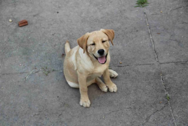 Dottie, English yellow girl is housebroken & crate trained media 11