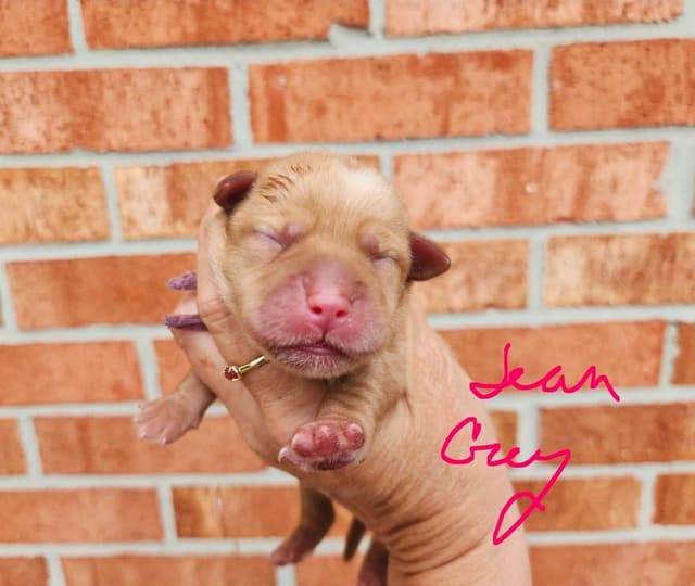 Fox Red Puppies! media 9