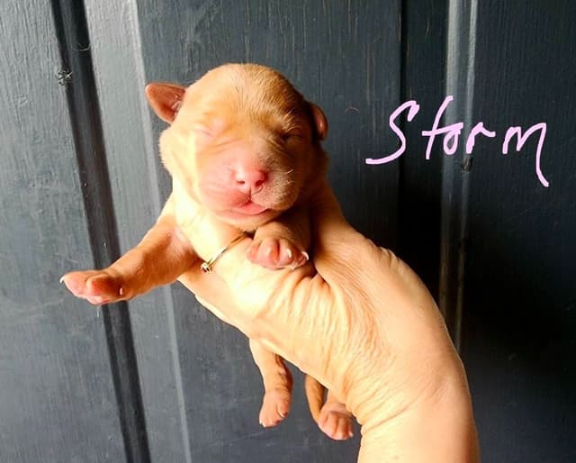 Fox Red Puppies! media 10