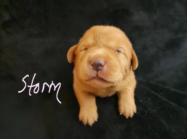 Fox Red Puppies! media 12