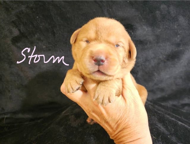 Fox Red Puppies! media 13
