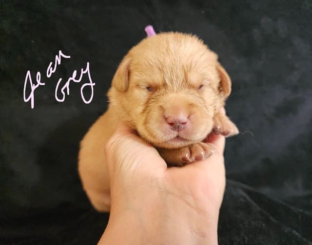 Fox Red Puppies! media 14