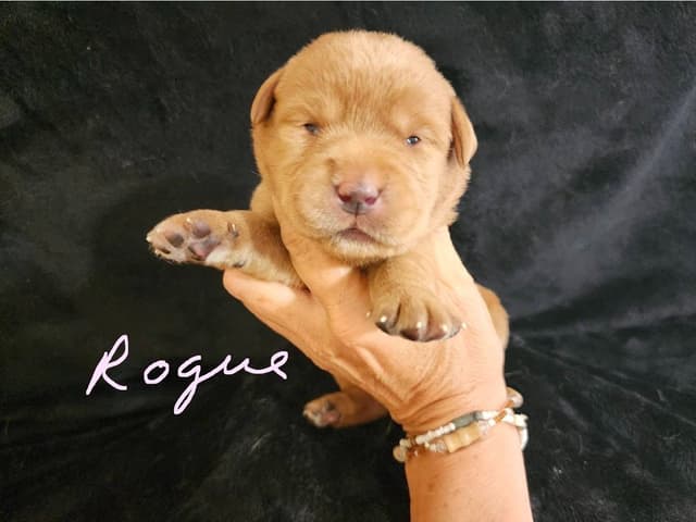 Fox Red Puppies! media 15