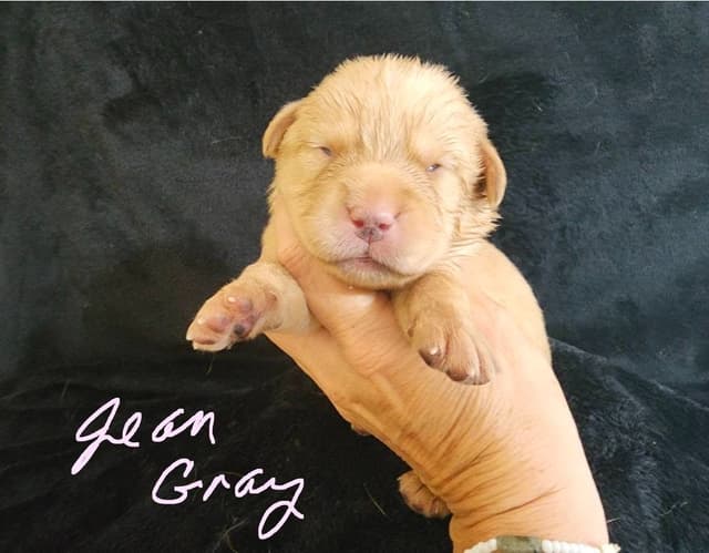 Fox Red Puppies! media 16