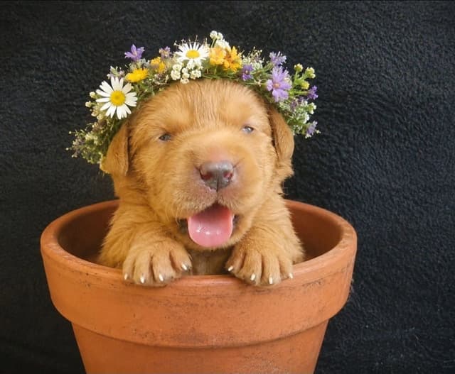 Fox Red Puppies! media 6