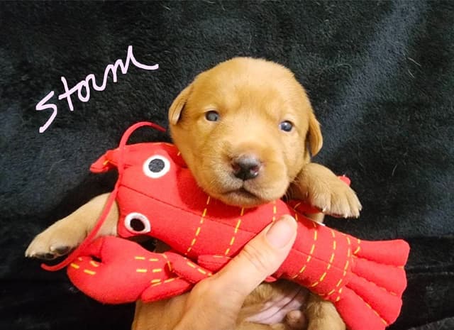 Fox Red Puppies! media 17