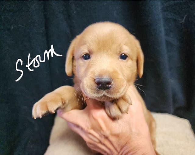 Fox Red Puppies! media 5