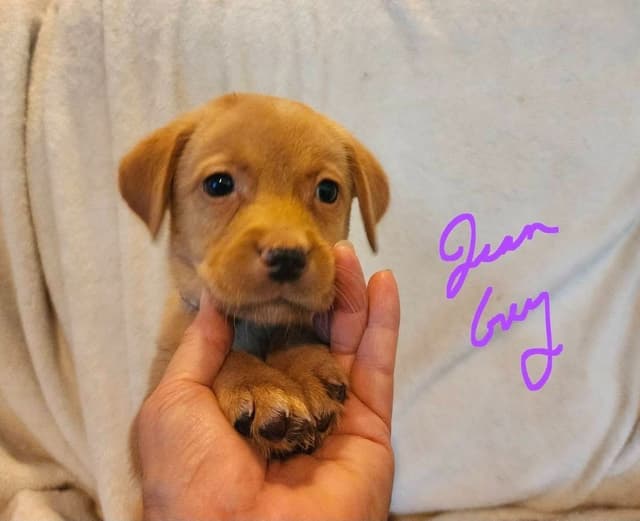Fox Red Puppies! media 2