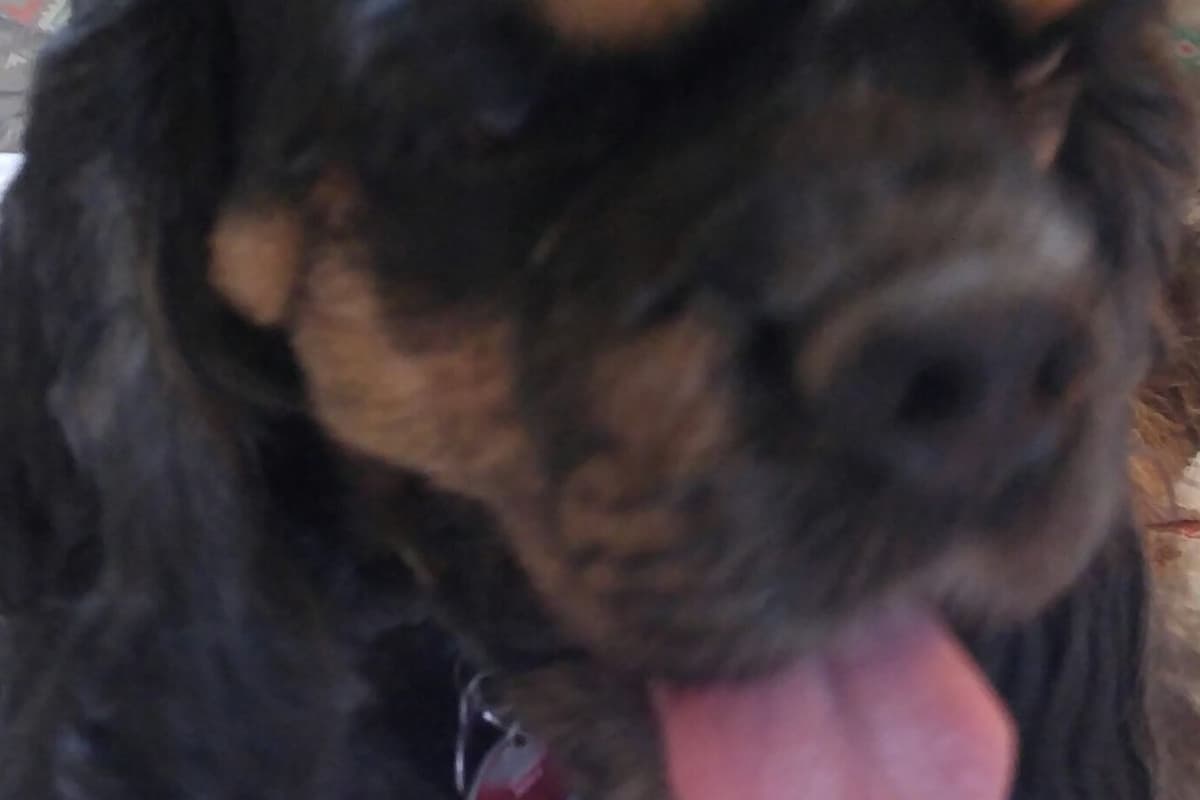 Cocker Spaniel Male breeder image 1
