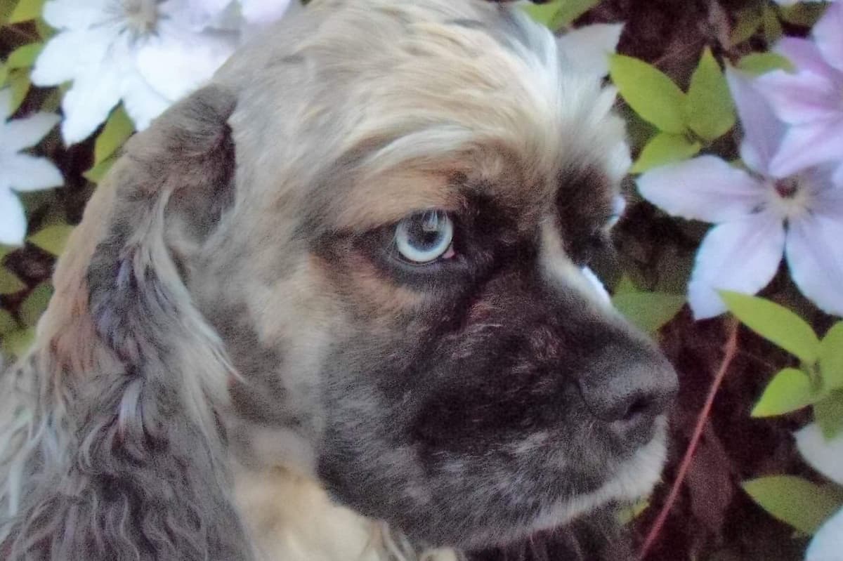 Cocker Spaniel Male breeder image 3