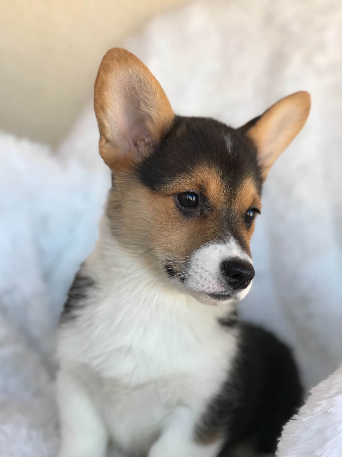 Pembroke Welsh Corgi Puppies breeder image 1