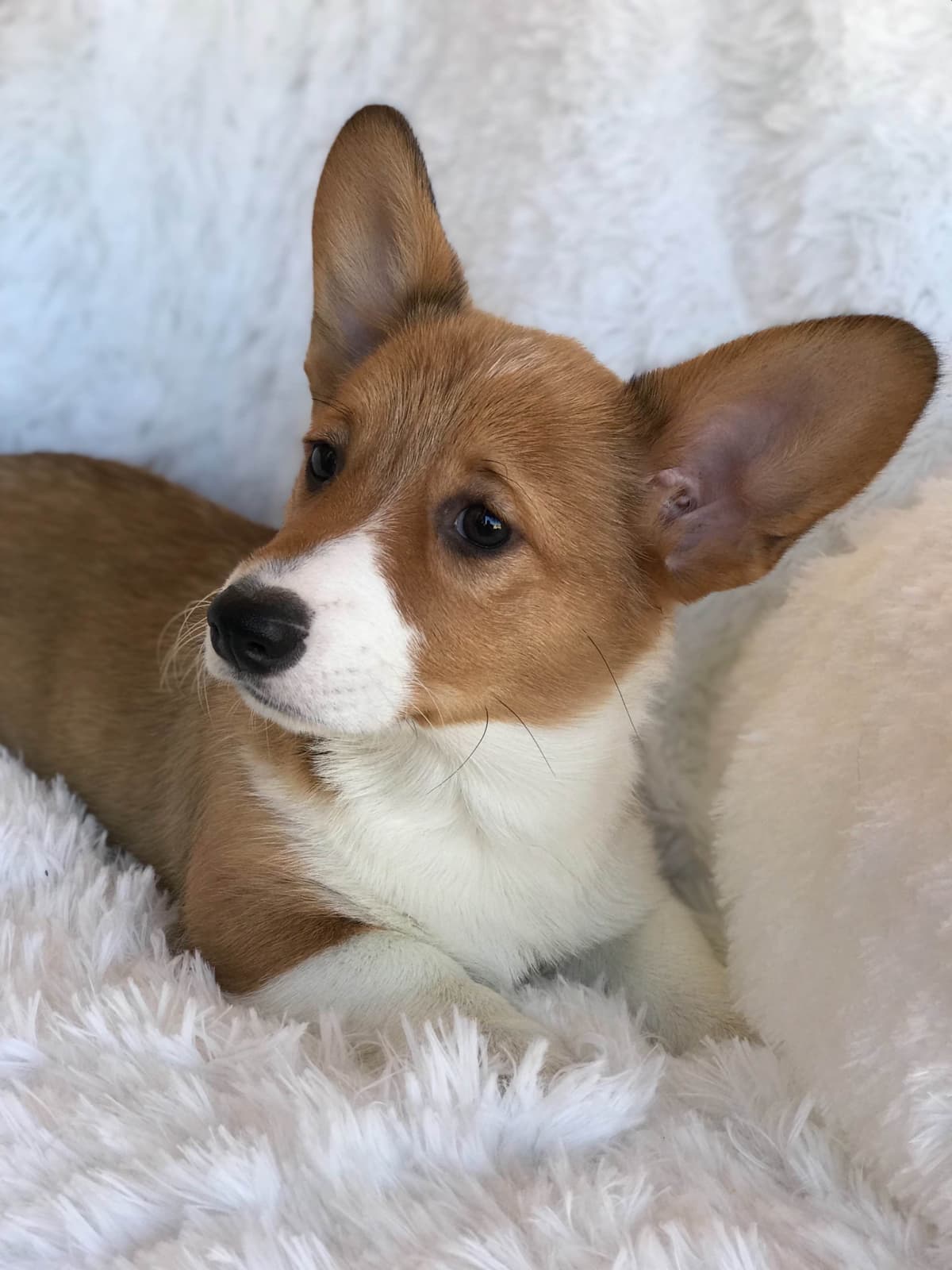 Pembroke Welsh Corgi Puppies breeder image 2