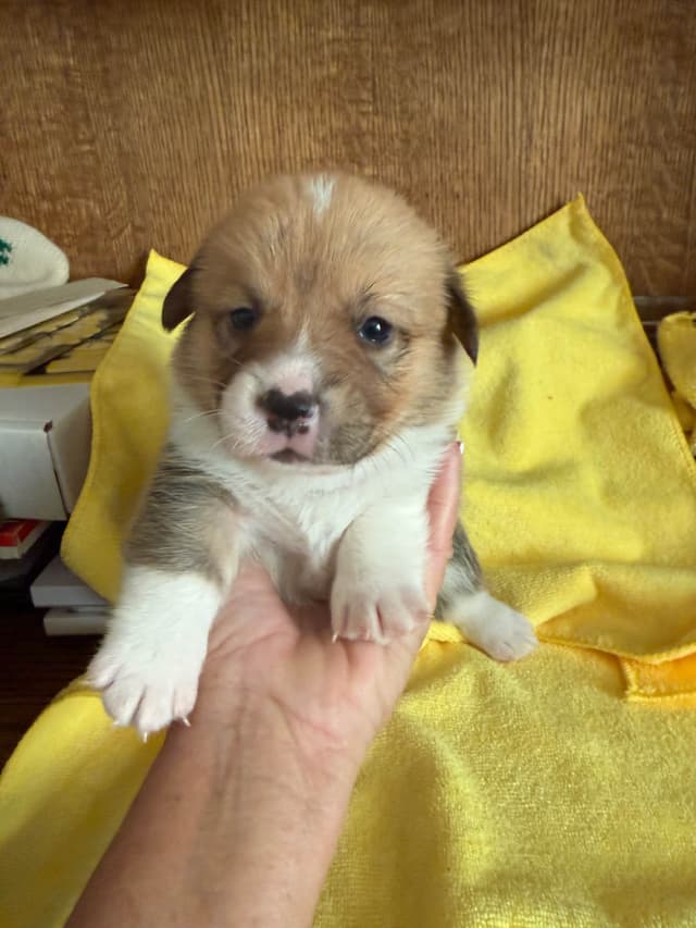 Pembroke Welsh Corgi Puppies media 5