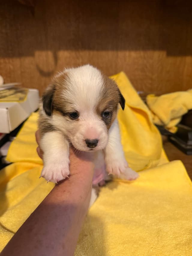 Pembroke Welsh Corgi Puppies media 2