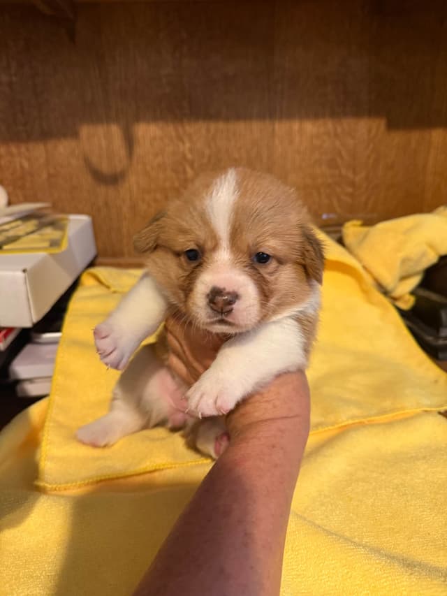 Pembroke Welsh Corgi Puppies media 3