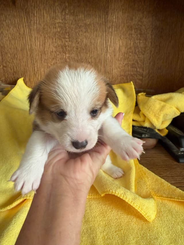 Pembroke Welsh Corgi Puppies media 4