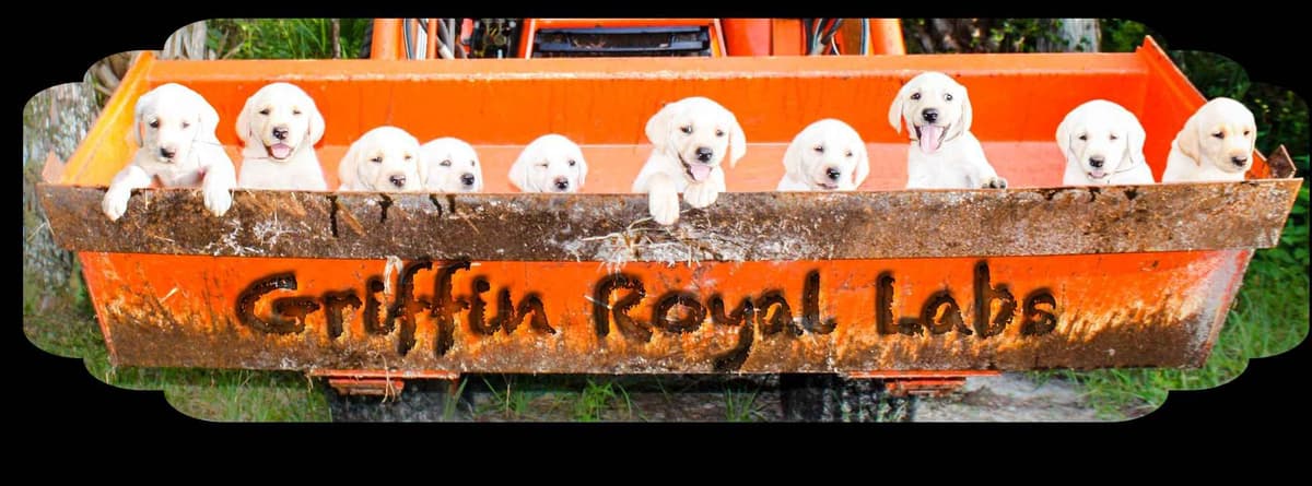 Labrador Retriever Puppies breeder image 1