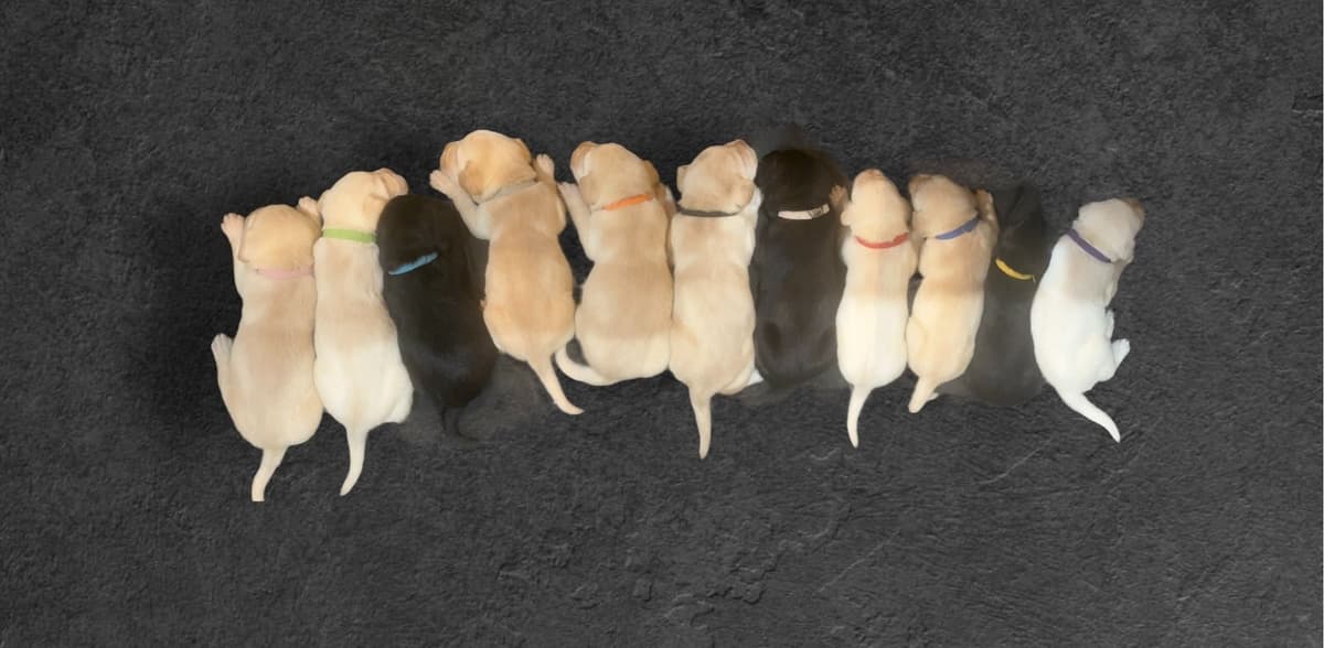 Labrador Retriever Puppies breeder image 2