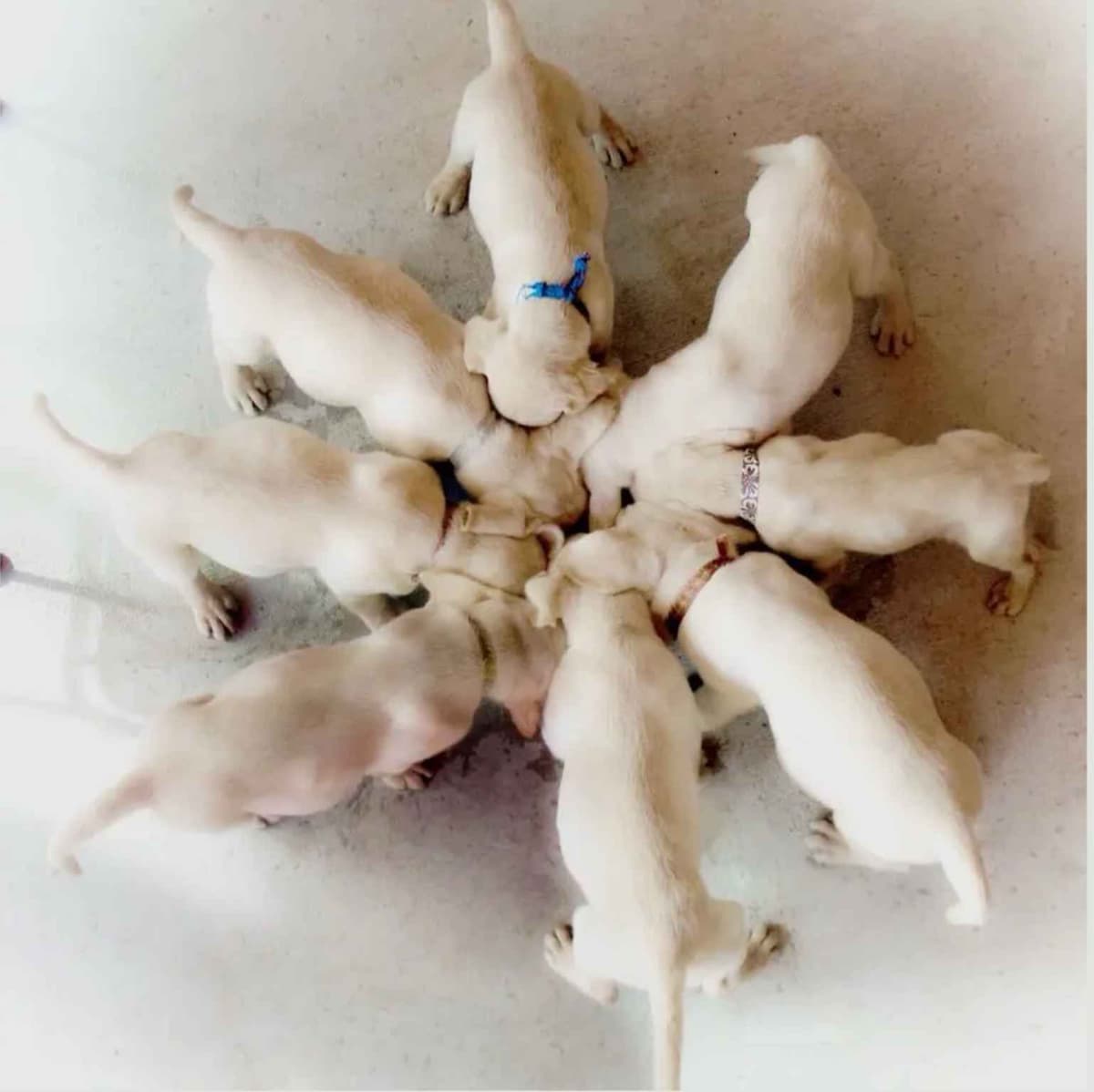 Labrador Retriever Puppies breeder image 3