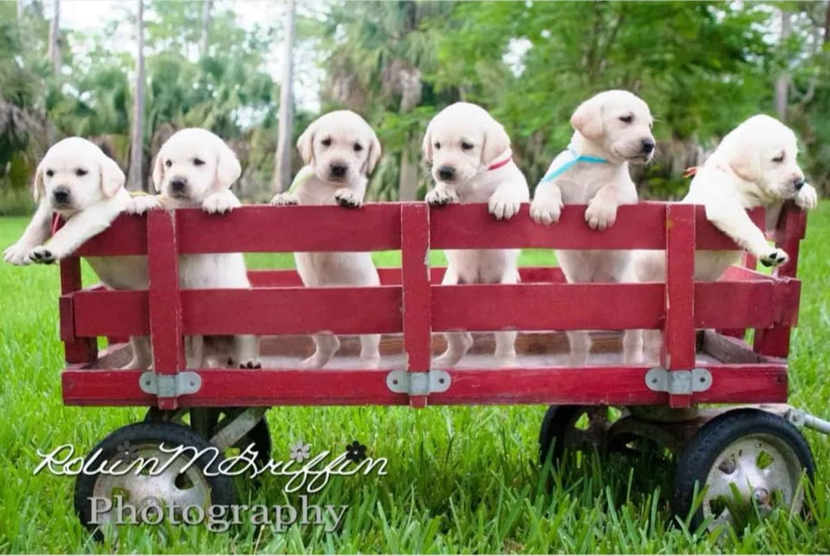 Labrador Retriever Puppies breeder image 4