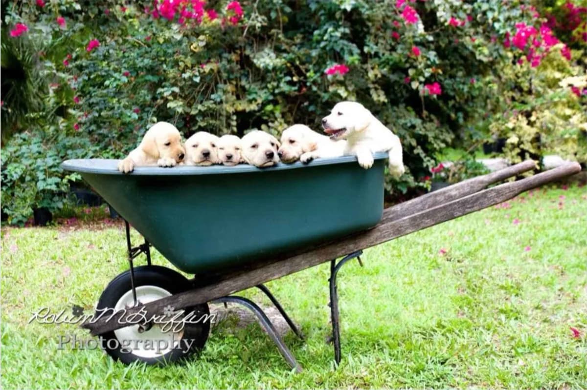 Labrador Retriever Puppies breeder image 8