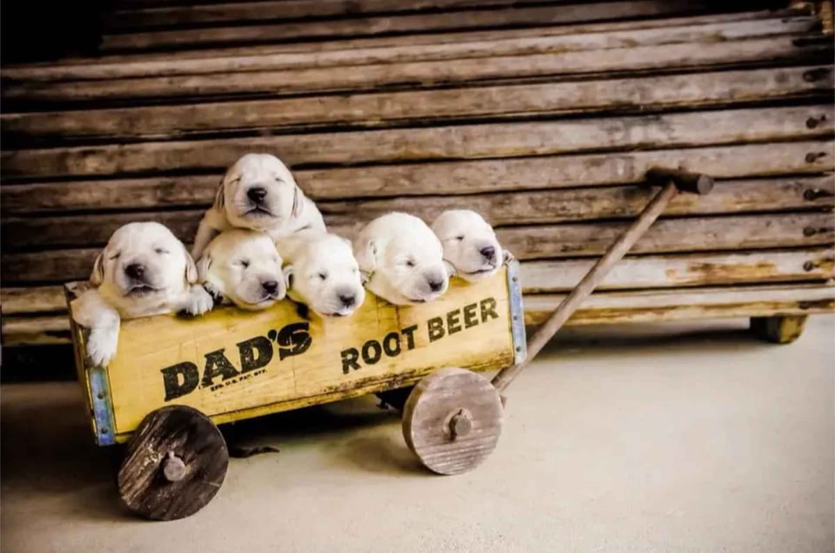 Labrador Retriever Puppies breeder image 5