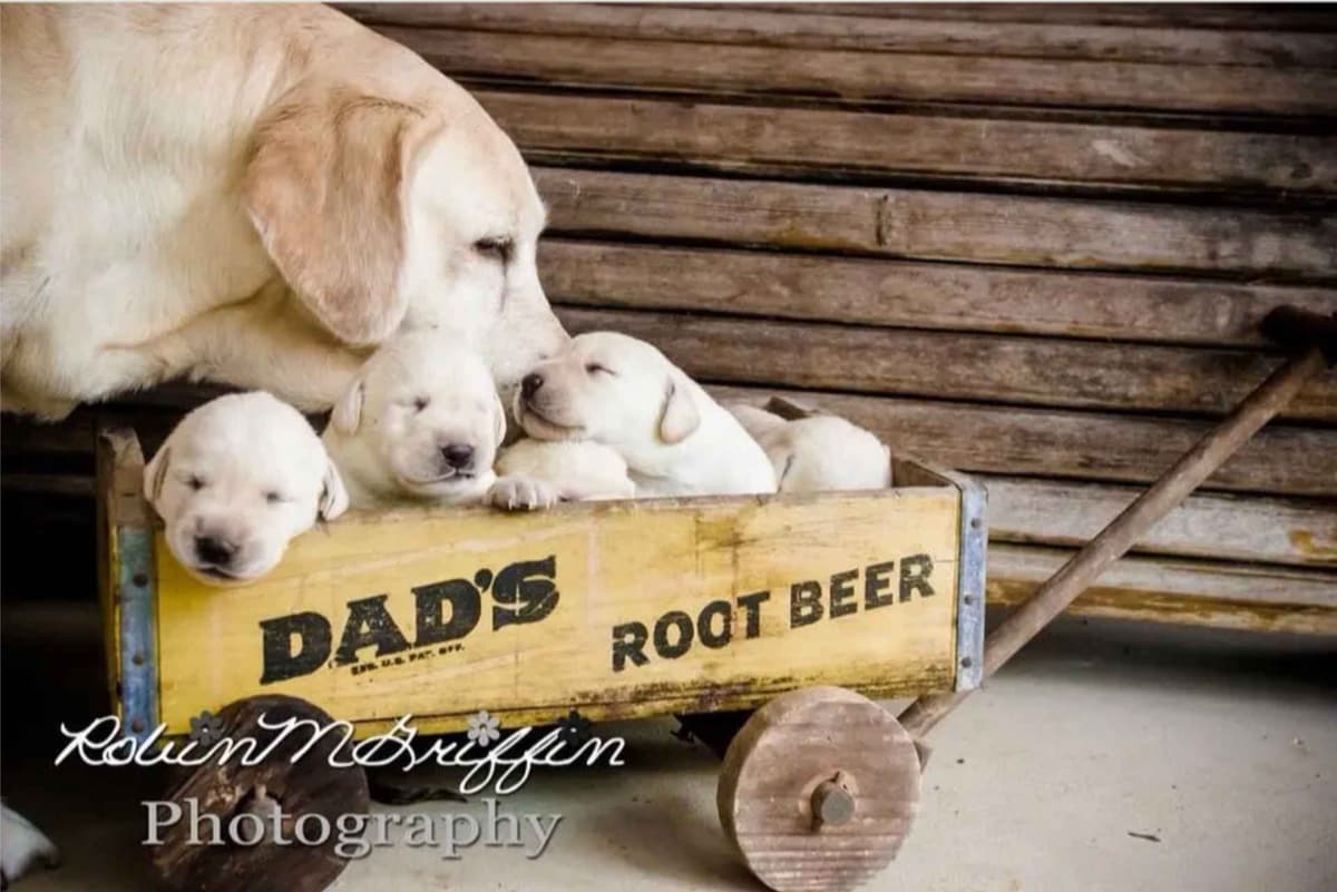 Labrador Retriever Puppies breeder image 6