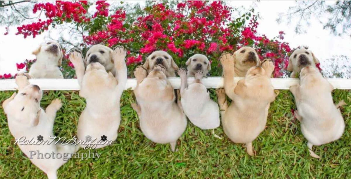Labrador Retriever Puppies breeder image 7