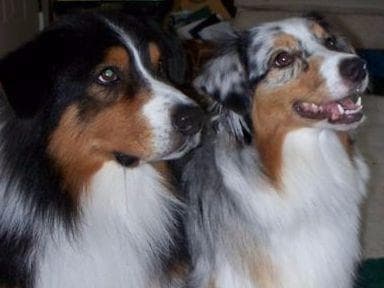 Australian Shepherd Puppies breeder image 12