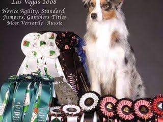 Australian Shepherd Puppies breeder image 8