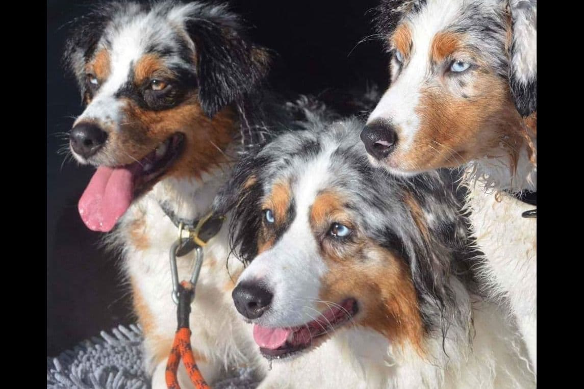 Australian Shepherd Puppies breeder image 14