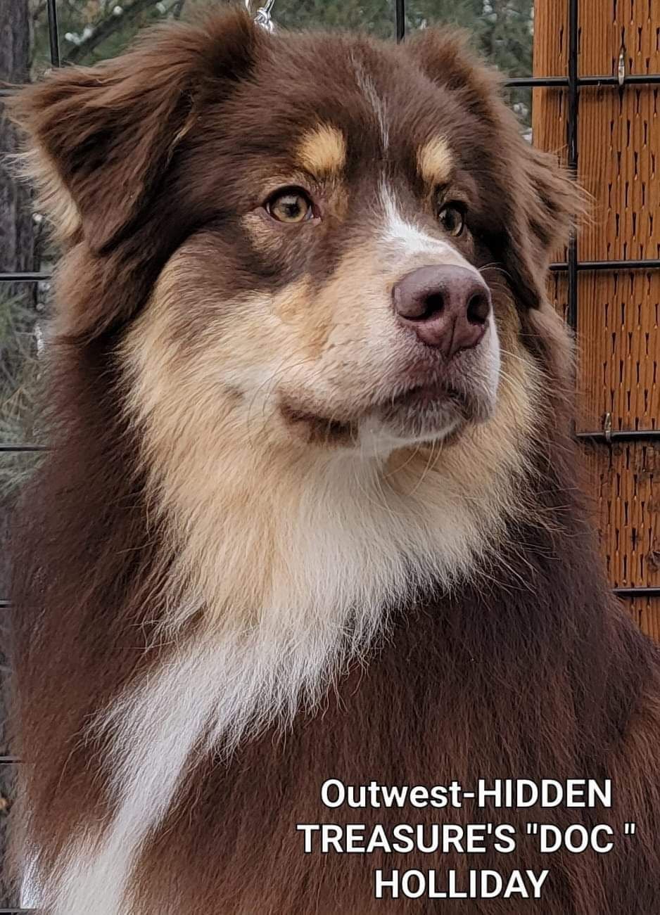 Australian Shepherd Puppies breeder image 1