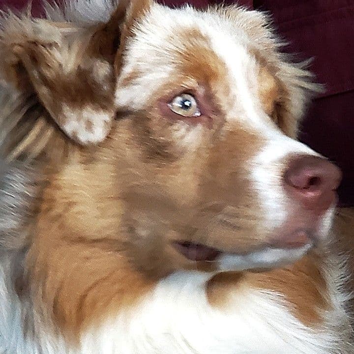 Australian Shepherd Puppies breeder image 3