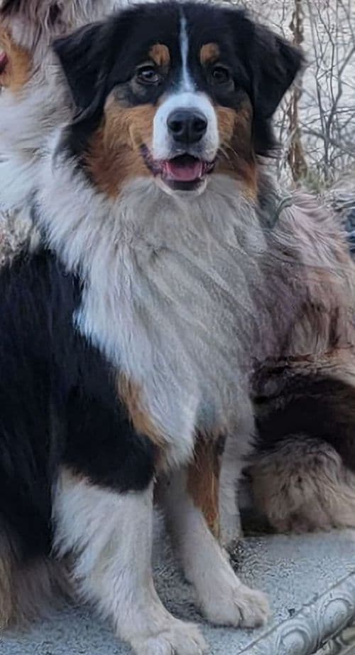 Australian Shepherd Puppies breeder image 6