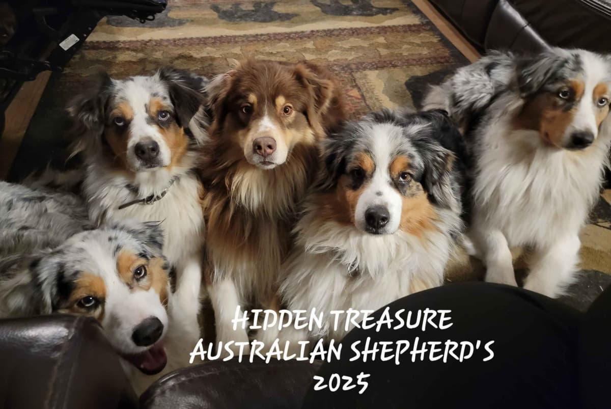 Australian Shepherd Puppies breeder image 15