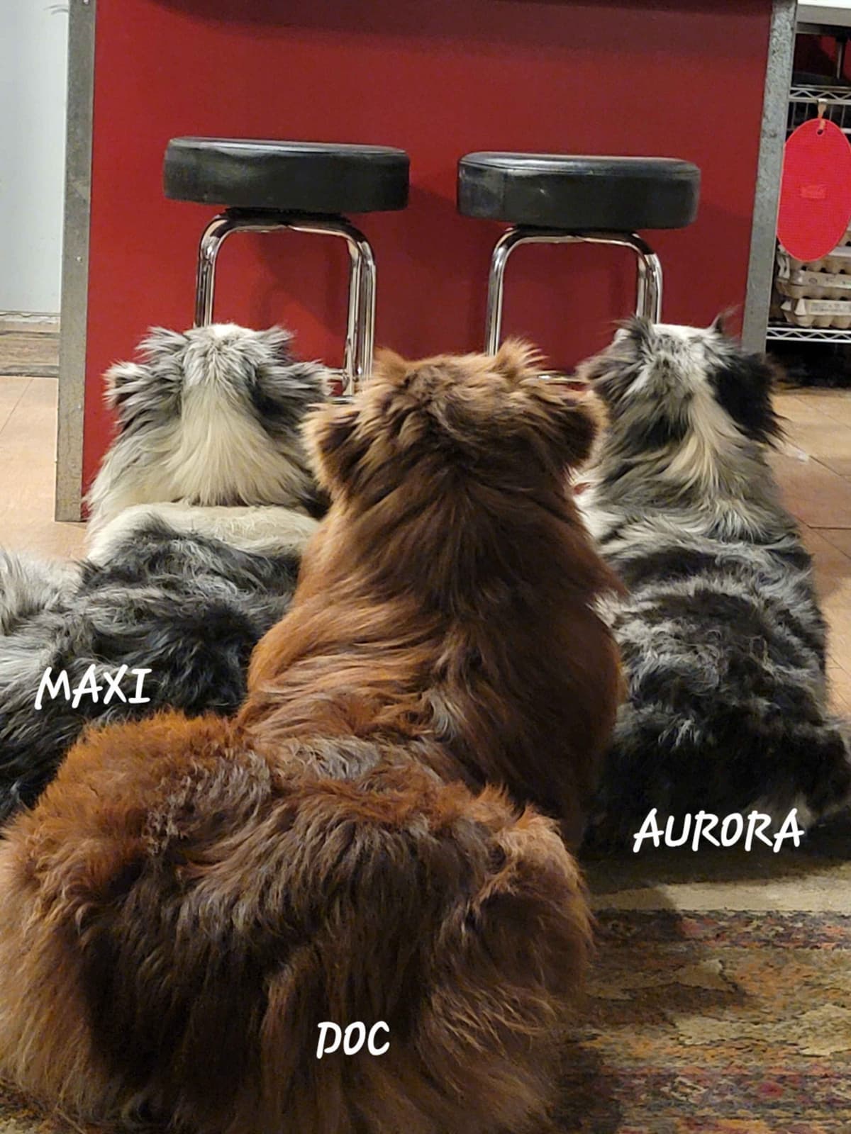Australian Shepherd Puppies breeder image 16