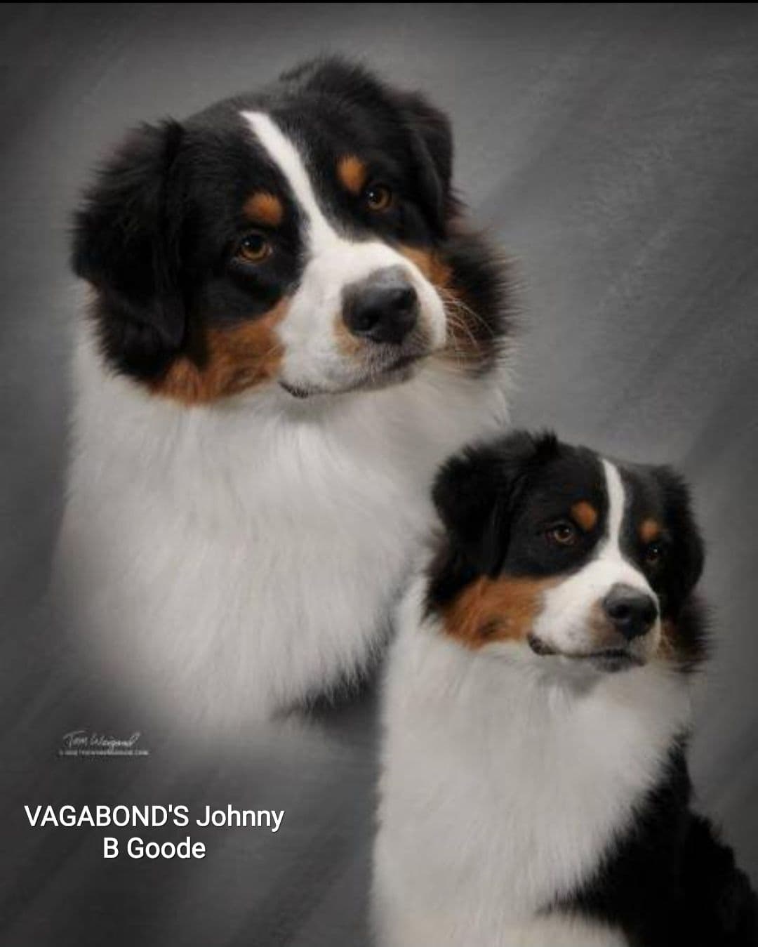 Australian Shepherd Puppies breeder image 13