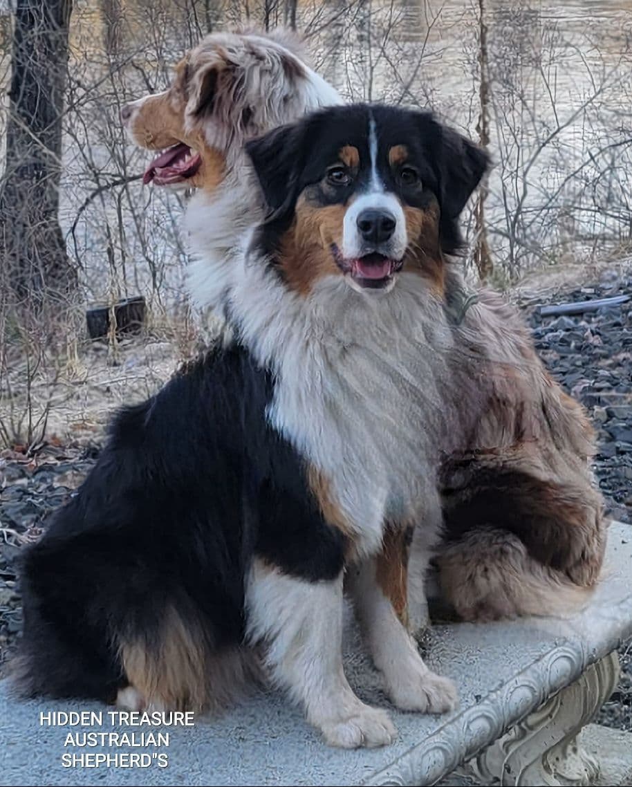 Australian Shepherd Puppies breeder image 4