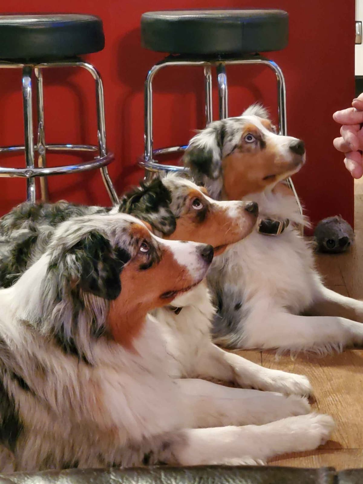 Australian Shepherd Puppies breeder image 19