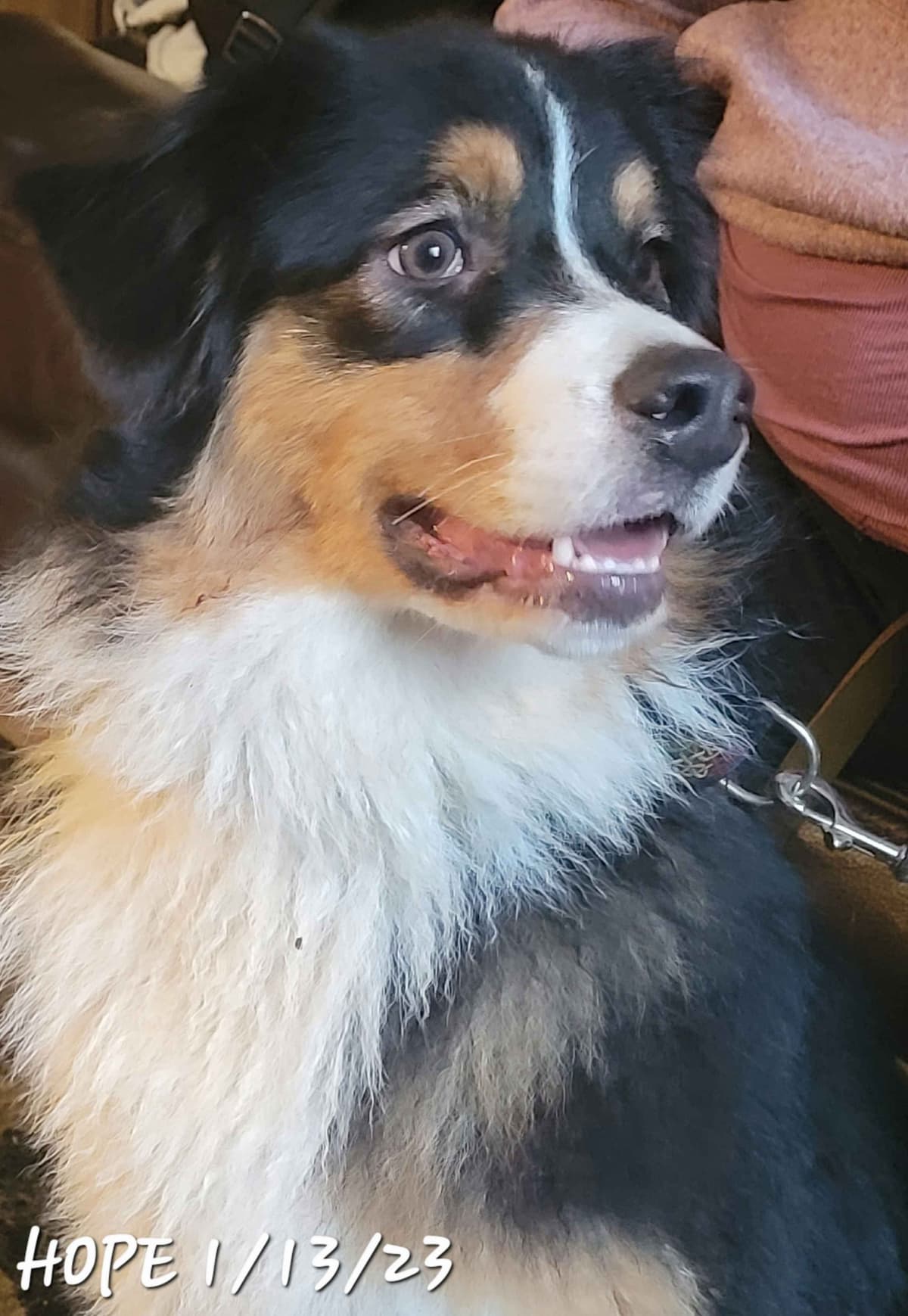 Australian Shepherd Puppies breeder image 5