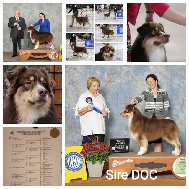 Australian Shepherd Puppies media 2