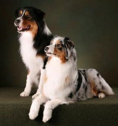 Australian Shepherd Puppies media 3