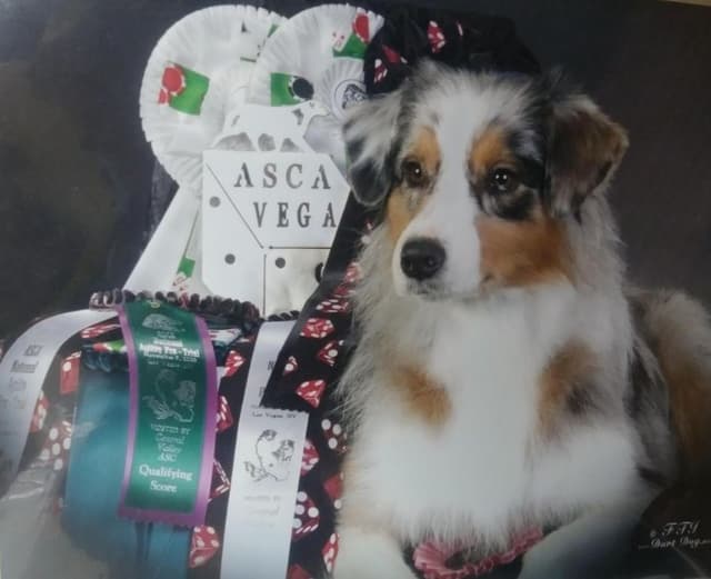 Australian Shepherd Puppies media 4