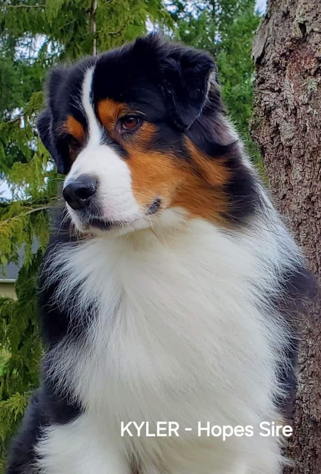 Australian Shepherd Puppies media 5