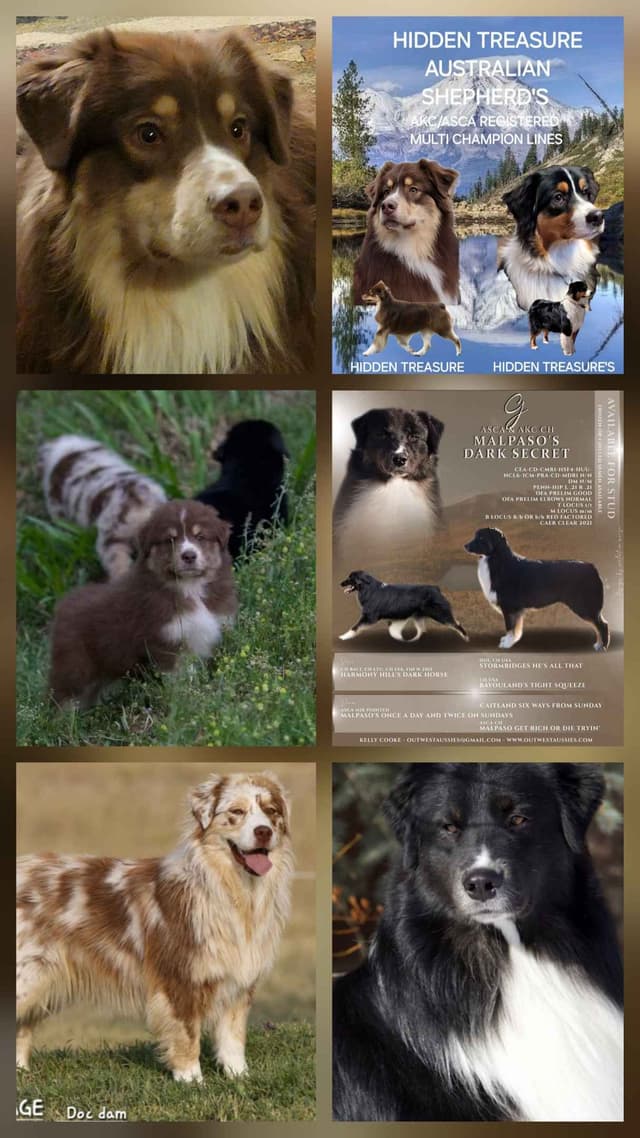 Australian Shepherd Puppies media 7